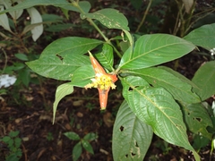 Palicourea tomentosa