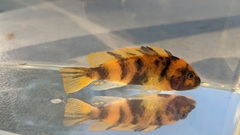 Maylandia estherae