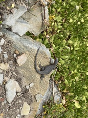 Ninurta coeruleopunctatus
