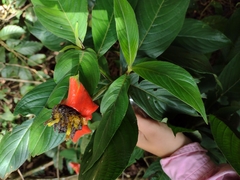 Palicourea tomentosa