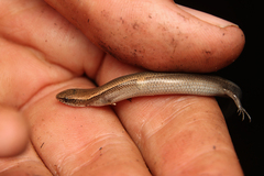 Panaspis wahlbergii