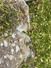 Ninurta coeruleopunctatus