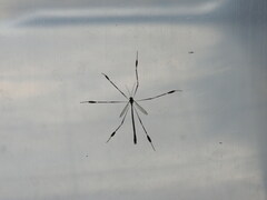 Bittacomorpha clavipes