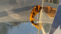 Maylandia estherae