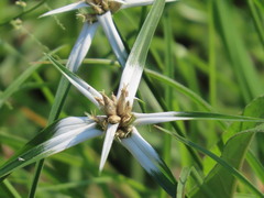 Rhynchospora nervosa