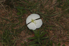 Oenothera tetraptera