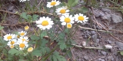 Tanacetum parthenium