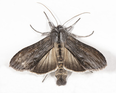 Cucullia intermedia