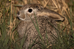 Lepus saxatilis