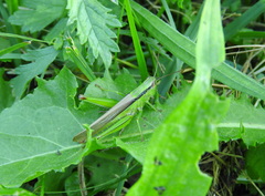 Mecostethus parapleurus
