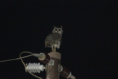 Bubo africanus africanus