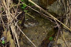 Fejervarya multistriata