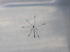 Bittacomorpha clavipes