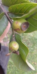 Psidium guajava