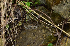 Fejervarya multistriata