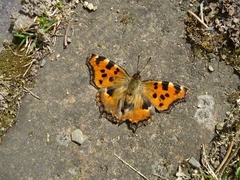 Nymphalis polychloros