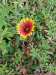 Gaillardia