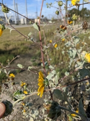 Helianthus argophyllus