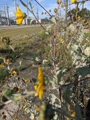 Helianthus argophyllus