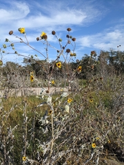 Helianthus argophyllus