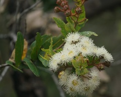 Angophora hispida