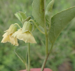 Physalis viscosa