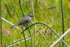 Serpophaga nigricans