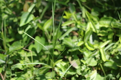 Hemistigma albipunctum