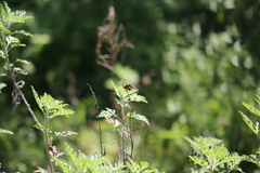 Palpopleura