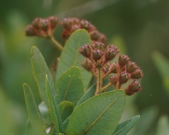 Angophora hispida