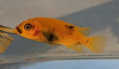 Maylandia estherae