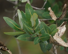 Angophora hispida