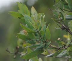 Angophora hispida