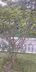 Psidium guajava