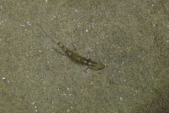 Gekko japonicus