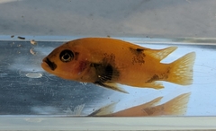 Maylandia estherae
