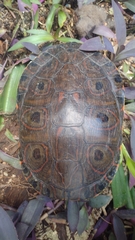 Trachemys venusta venusta