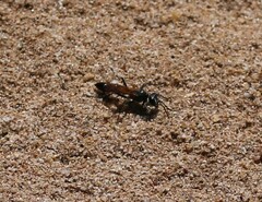 Sphecidae