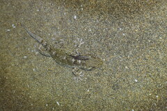 Gekko japonicus