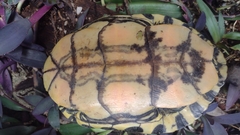 Trachemys venusta venusta