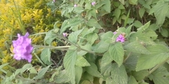 Lantana montevidensis