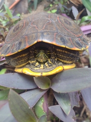 Trachemys venusta venusta