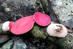 Phillipsia domingensis