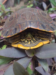 Trachemys venusta venusta