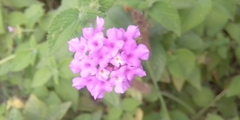 Lantana montevidensis