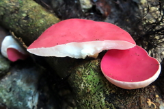 Phillipsia domingensis