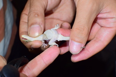 Gekko japonicus