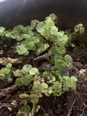 Lysimachia nummularia