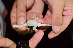 Gekko japonicus