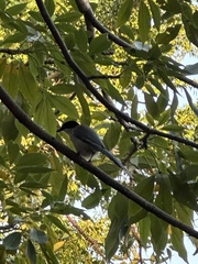 Cyanopica cyanus